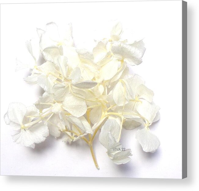 Hydrangea Acrylic Print featuring the photograph Hydrangea - WhiteSprig by VIVA Anderson
