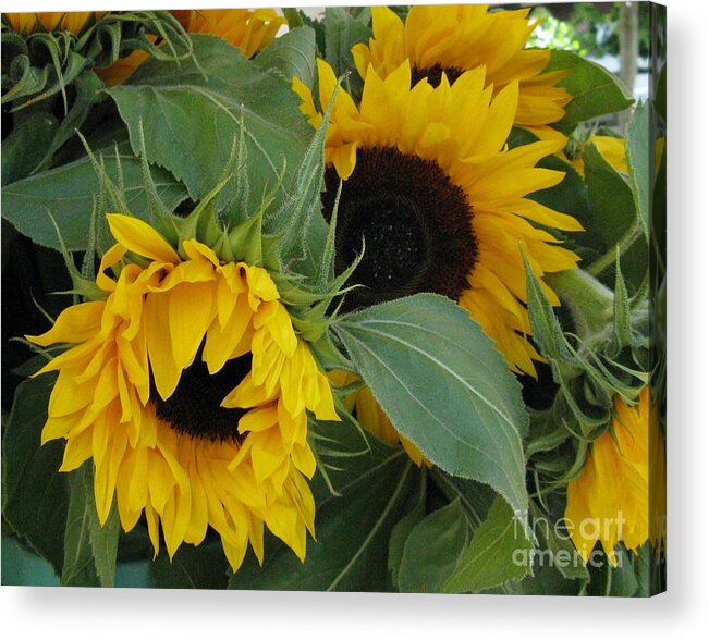 Sunflower Acrylic Print featuring the photograph A Wink And A Nod by Arlene Carmel