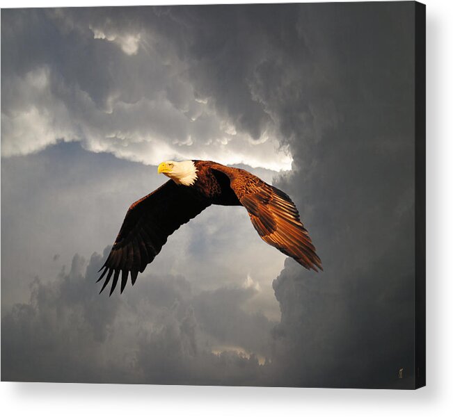 Bald Eagle Acrylic Print featuring the photograph Above the Storm by Jai Johnson