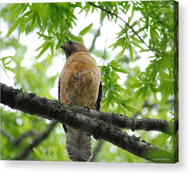 Red Shouldered Hawk Acrylic Print featuring the photograph Adult Red Shouldered Hawk by Jai Johnson
