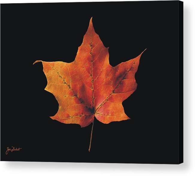 Autumn Acrylic Print featuring the photograph Autumn Maple Leaf 2 by Joe Duket