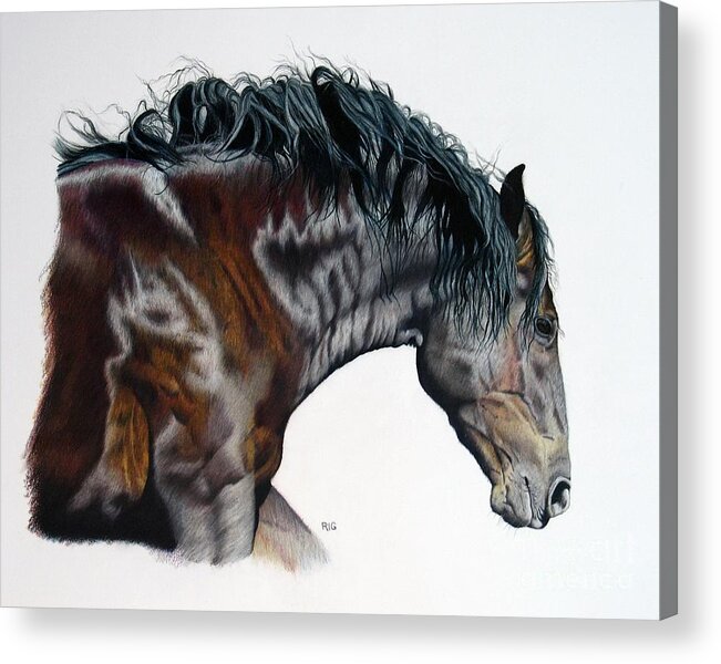 Horse Acrylic Print featuring the drawing Bellus Equus by Rosellen Westerhoff