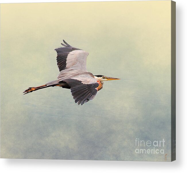 Blue Heron Acrylic Print featuring the photograph Blue Heron in Flight by Jai Johnson