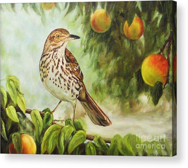 Birds Acrylic Print featuring the painting Brown Thrasher in a Peach Tree by Tom Chapman