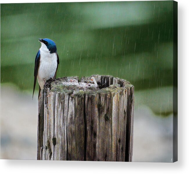 Bird Acrylic Print featuring the photograph Catching Raindrops by Jai Johnson