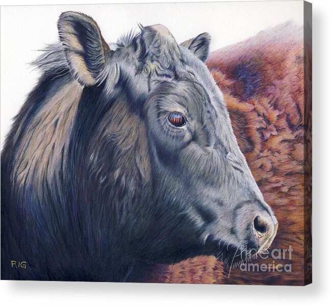Cow Acrylic Print featuring the drawing Clyde by Rosellen Westerhoff