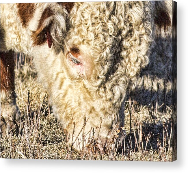 Bill Kesler Photography Acrylic Print featuring the photograph Curly by Bill Kesler