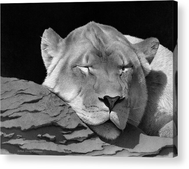 Lion Acrylic Print featuring the drawing Drifting Off by Stirring Images