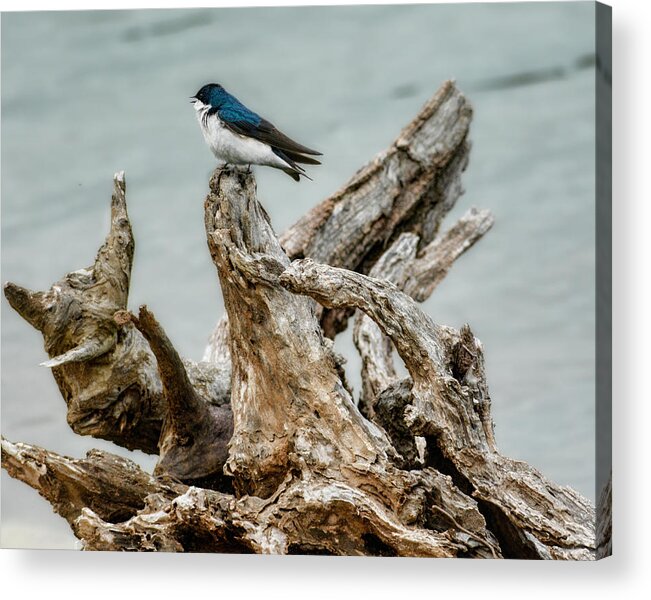 Bird Acrylic Print featuring the photograph Driftwood Song by Jai Johnson
