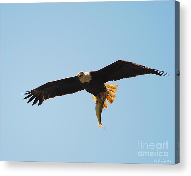 Adult Eagle Acrylic Print featuring the photograph Eagle Bringing in Fish 2 by Jai Johnson