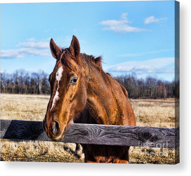 Photo Acrylic Print featuring the photograph Horse Country by M Three Photos