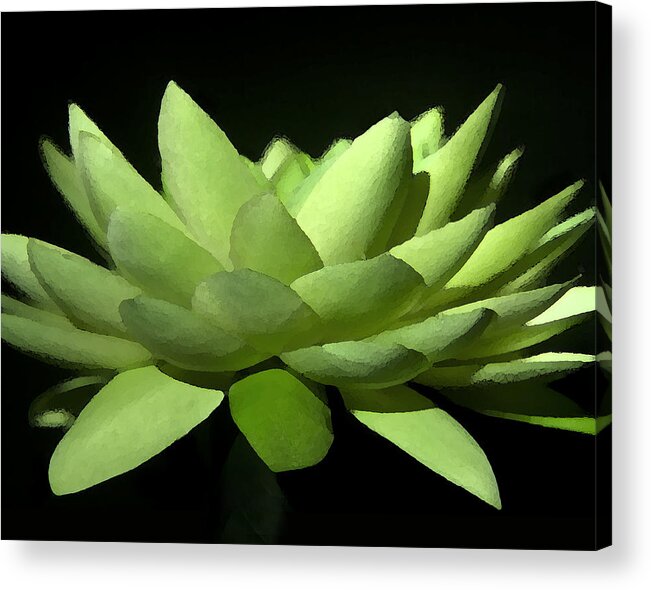 Floral Acrylic Print featuring the photograph Lotus Flower by Shannon Scott