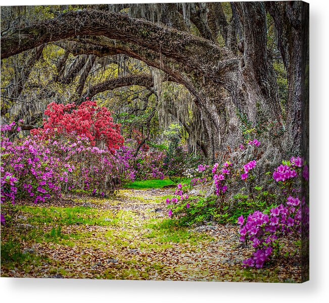 Charleston Acrylic Print featuring the photograph Lowcountry Spring by Steve DuPree