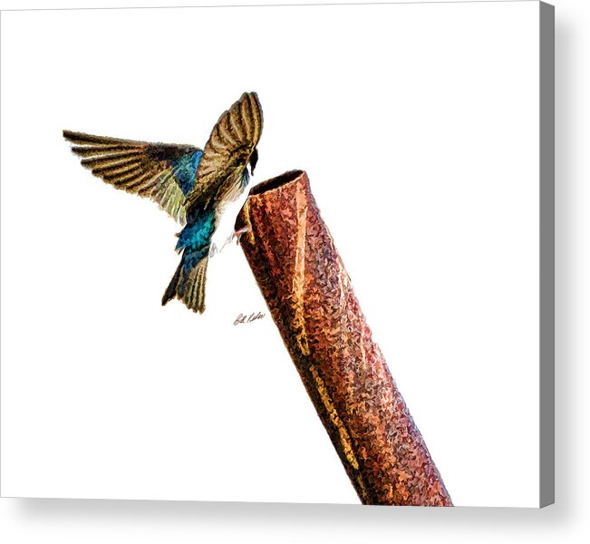 Bill Kesler Photography Acrylic Print featuring the photograph Male Tree Swallow No. 3 by Bill Kesler