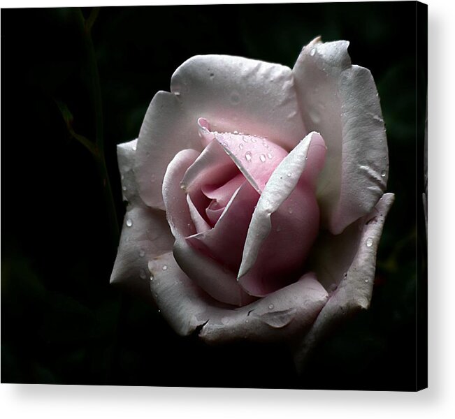 Rose Acrylic Print featuring the photograph Night Rose by Karen McKenzie McAdoo