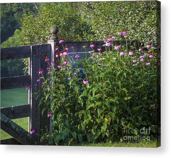 Eastern Purple Coneflower Acrylic Print featuring the photograph Purple Coneflower by Ronald Lutz
