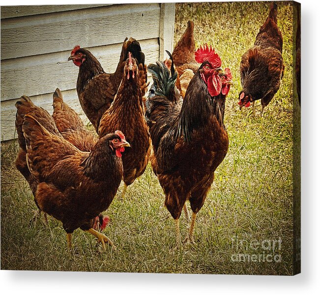Red Rooster Acrylic Print featuring the photograph Rooster's Flock by Lee Craig