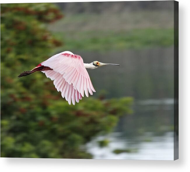 Audubon Acrylic Print featuring the photograph Roseate Spoonbill in Flight by Dawn Currie