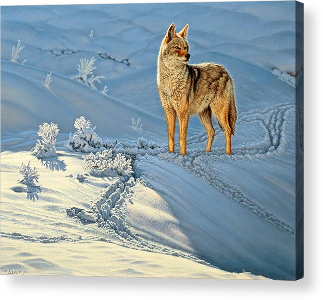 Wildlife Acrylic Print featuring the painting the Coyote - God's Dog by Paul Krapf