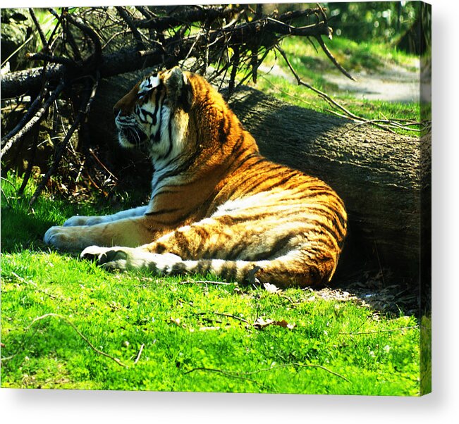 Tiger Acrylic Print featuring the photograph Tiger Too by M Three Photos