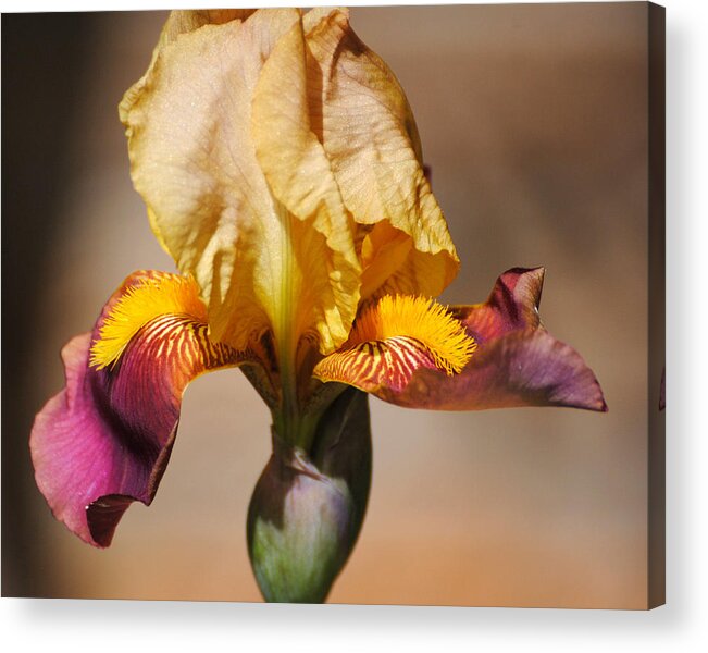Beautiful Iris Acrylic Print featuring the photograph Purple and Yellow Iris by Jai Johnson