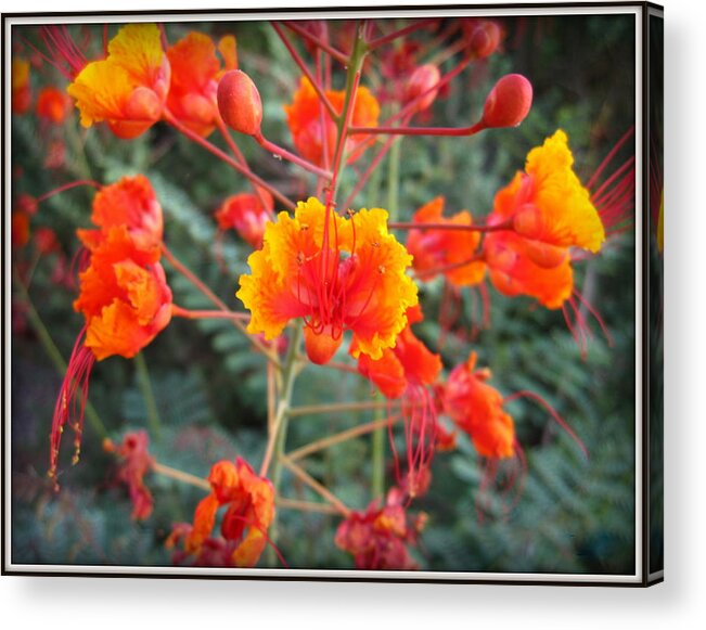 Bird Of Paradise Acrylic Print featuring the photograph Birds of Paradise by Lessandra Grimley