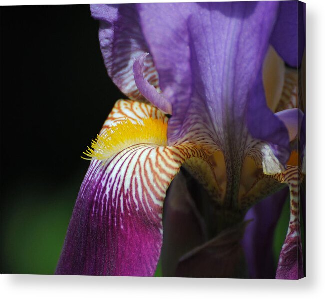 Beautiful Iris Acrylic Print featuring the photograph Brilliant Purple Iris Flower III by Jai Johnson