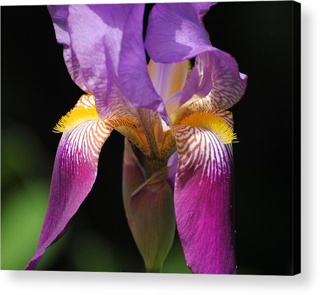 Beautiful Iris Acrylic Print featuring the photograph Brilliant Purple Iris Flower by Jai Johnson