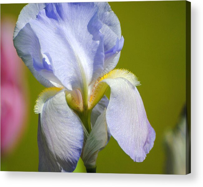 Beautiful Iris Acrylic Print featuring the photograph Lilac Blue Iris Flower III by Jai Johnson