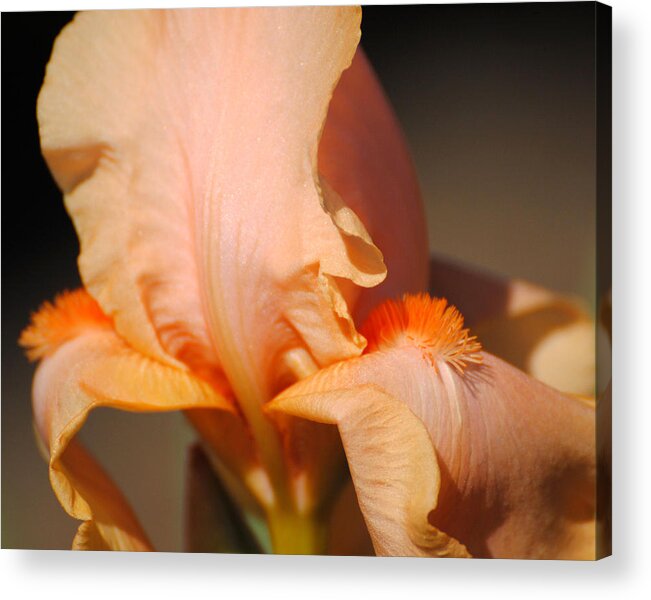 Beautiful Iris Acrylic Print featuring the photograph Peach Iris Flower III by Jai Johnson