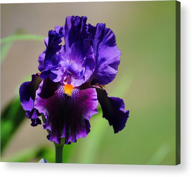 Beautiful Iris Acrylic Print featuring the photograph Purple and Orange Iris 2 by Jai Johnson