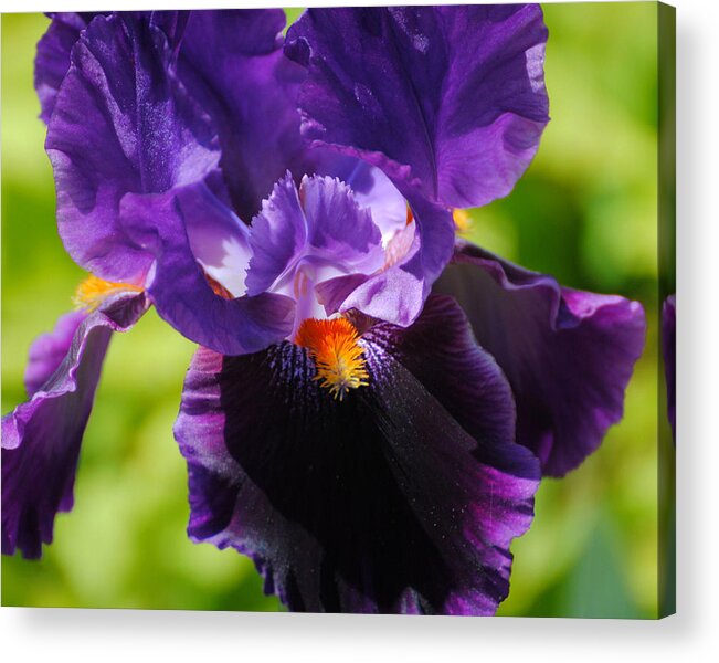 Beautiful Iris Acrylic Print featuring the photograph Purple and Orange Iris 3 by Jai Johnson