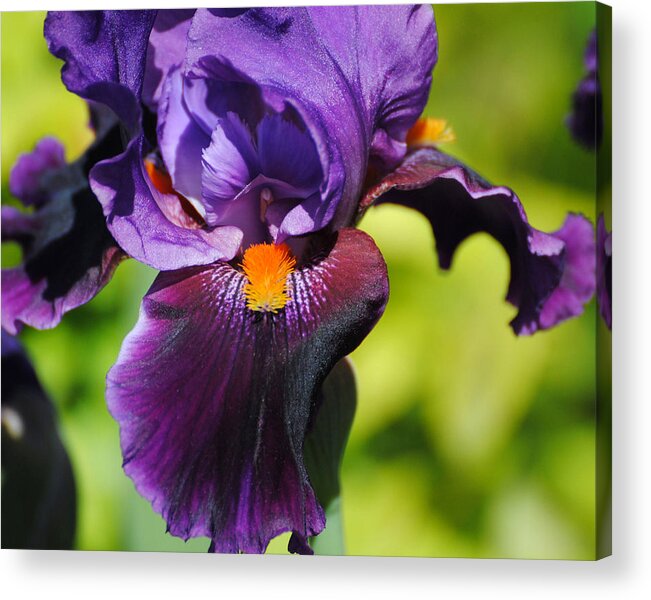 Beautiful Iris Acrylic Print featuring the photograph Purple and Orange Iris II by Jai Johnson