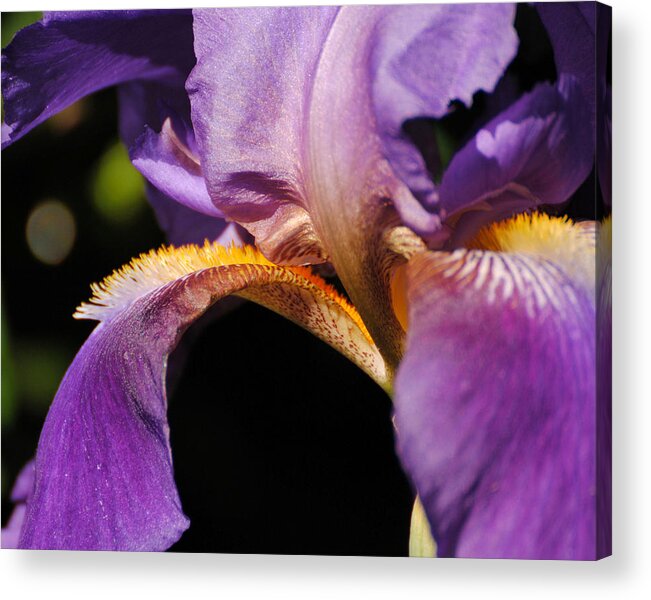 Beautiful Iris Acrylic Print featuring the photograph Purple and Yellow Iris Close Up by Jai Johnson