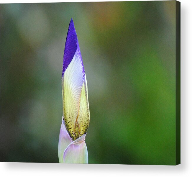 Beautiful Iris Acrylic Print featuring the photograph Purple and Yellow Iris Flower Bud by Jai Johnson