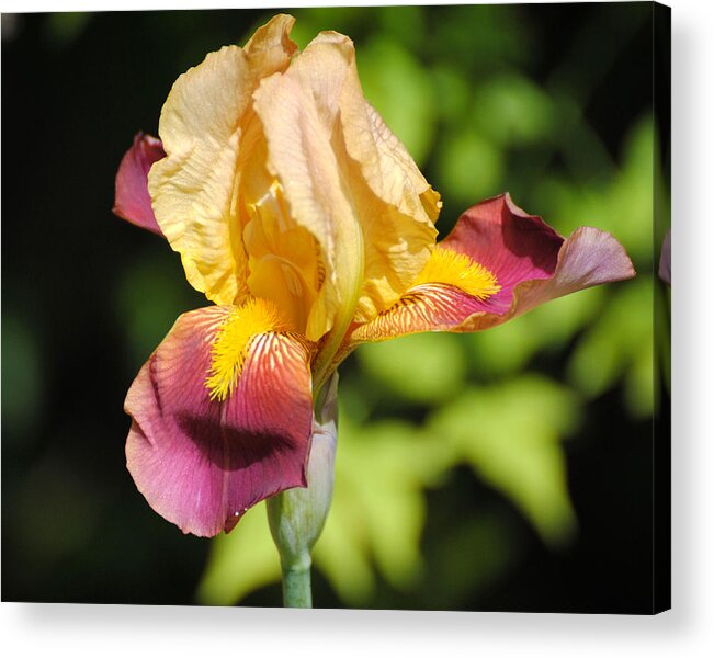 Beautiful Acrylic Print featuring the photograph Purple and Yellow Iris II by Jai Johnson