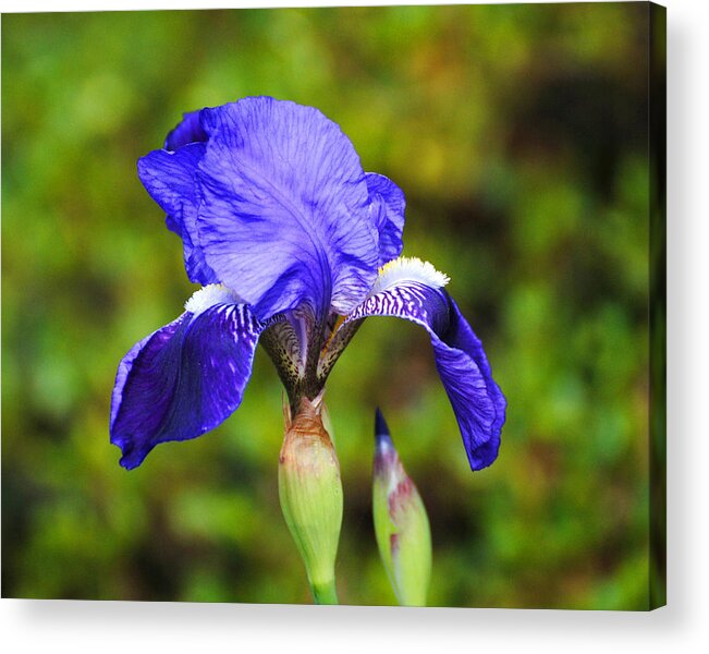 Beautiful Iris Acrylic Print featuring the photograph Purple Iris Flower by Jai Johnson