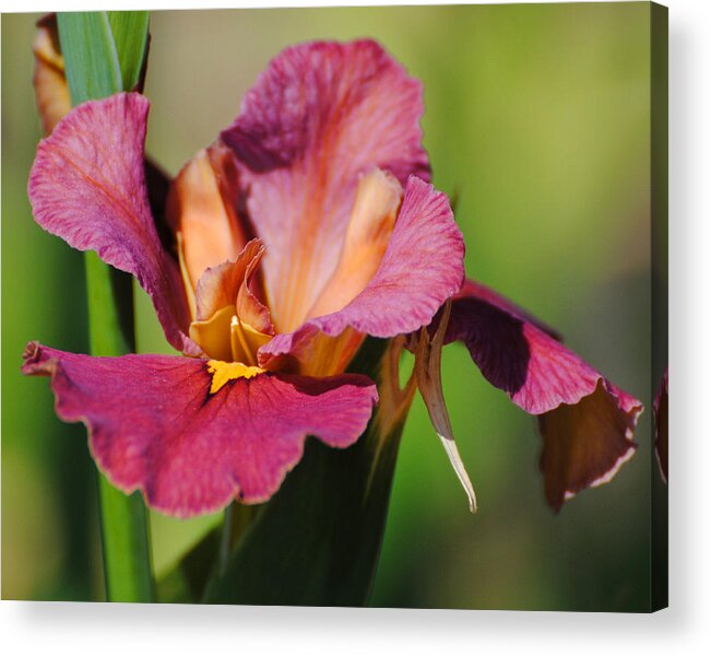 Beautiful Acrylic Print featuring the photograph Red Iris by Jai Johnson