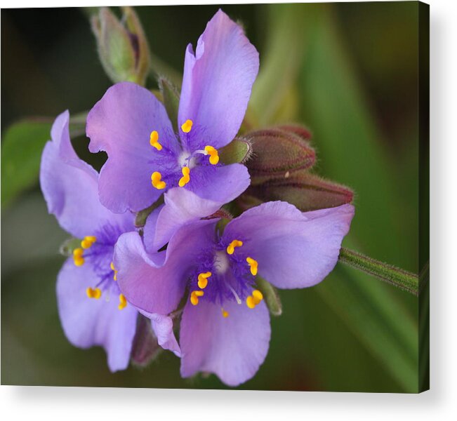 Wildflower Acrylic Print featuring the photograph Spiderwort by Andrew McInnes