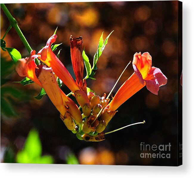 Flower Acrylic Print featuring the photograph Summer Color Glow by Edward Sobuta