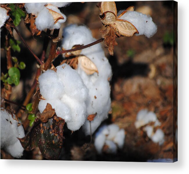 Brown Acrylic Print featuring the photograph Tennessee Cotton II by Jai Johnson