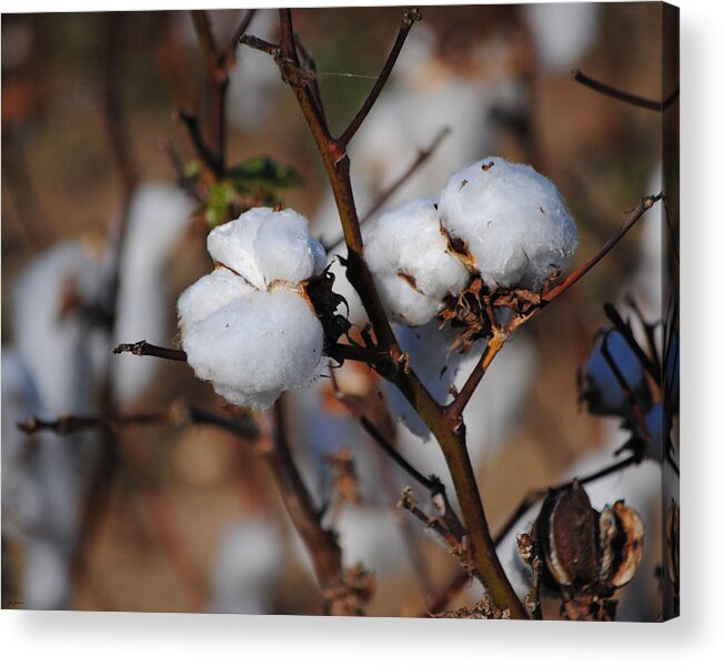 Brown Acrylic Print featuring the photograph Tennessee Cotton III by Jai Johnson