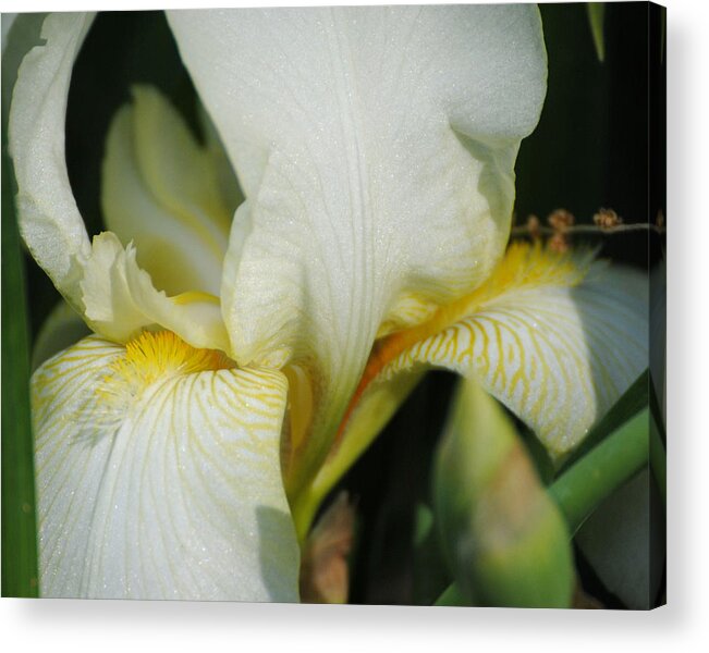 Beautiful Iris Acrylic Print featuring the photograph White Iris by Jai Johnson