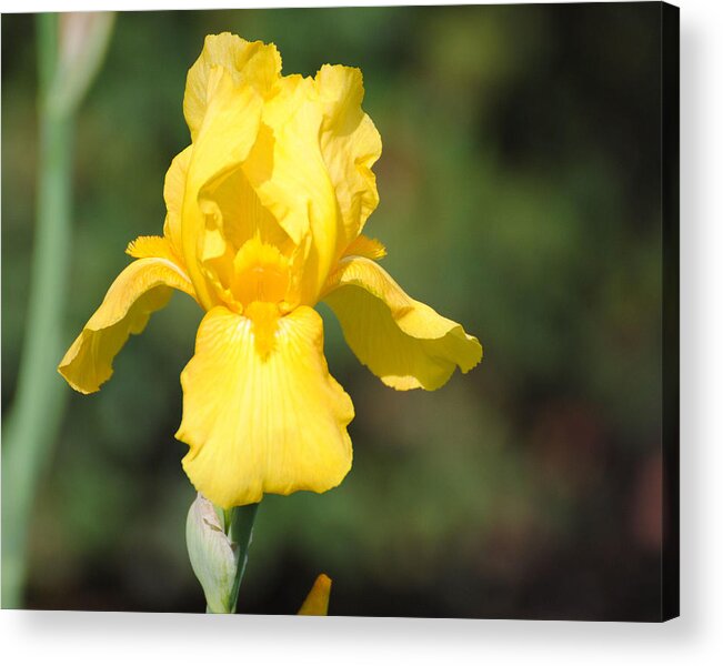 Flower Acrylic Print featuring the photograph Yellow Iris by Jai Johnson