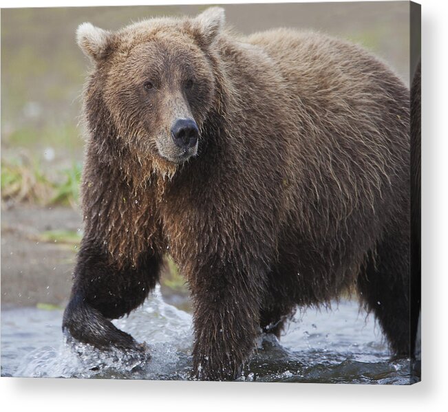 Alaska Acrylic Print featuring the photograph Alaska Brown Bear upclose by Dale Erickson