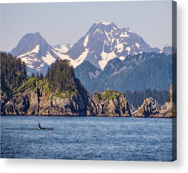 Alaska Acrylic Print featuring the photograph An Orca's Playground - Alaska by Steve Ellison