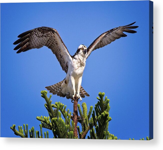 Osprey Acrylic Print featuring the photograph Balancing Osprey by Ronald Lutz
