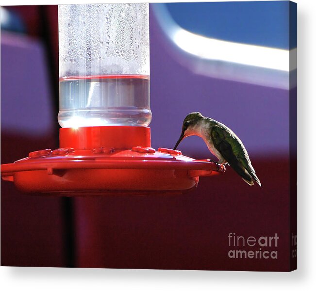 Hummingbird Acrylic Print featuring the photograph Breakfast for One 3 by Edward Sobuta