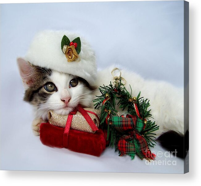 Christmas Acrylic Print featuring the photograph Christmas Kitten by Jai Johnson