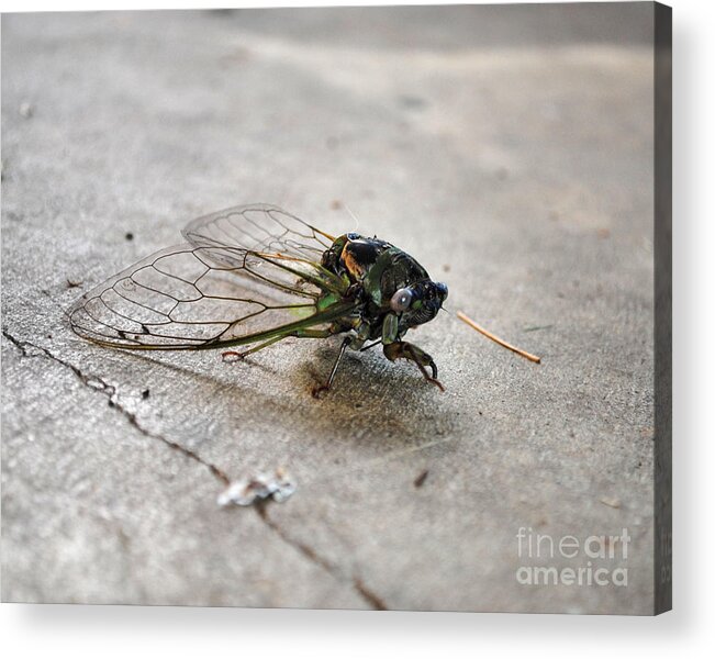 Cicada Acrylic Print featuring the photograph Cicada by Jai Johnson